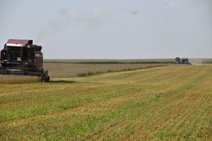 Минзәлә басуларыннан 92467 тонна ашлык җыеп алынды