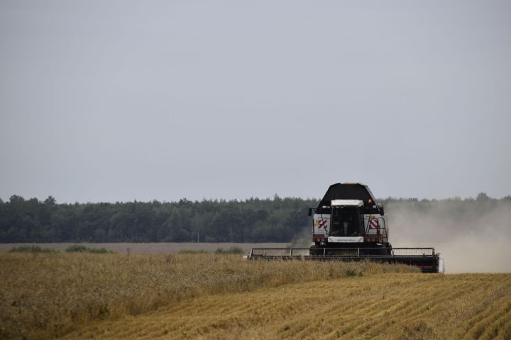 Минзәлә районында 136 мең тонна икмәк амбарларга кайтарылды